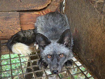 Nieprawidłowości na fermie